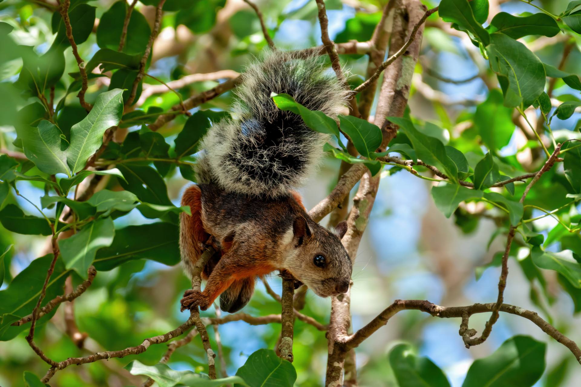 Bunthörnchen (Sciurus variegatoides)